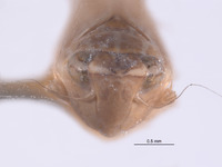 Scaphytopius isabellinus image