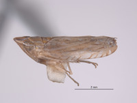 Scaphytopius isabellinus image