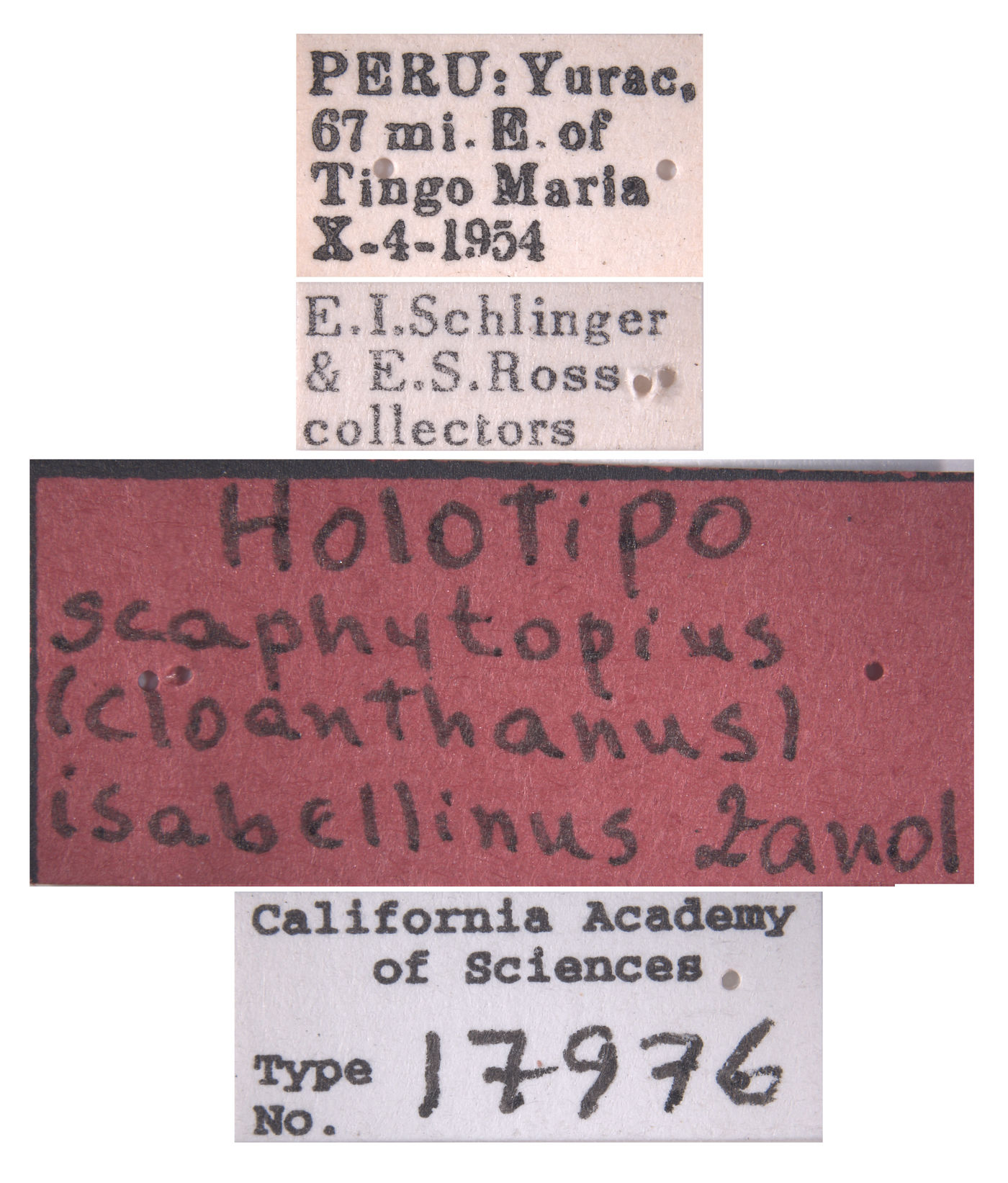 Scaphytopius isabellinus image