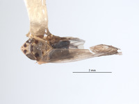 Scaphytopius obatubira image