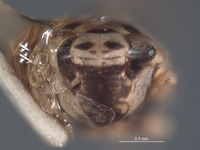 Scaphytopius obatubira image