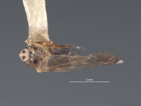 Scaphytopius obatubira image