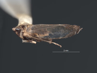 Scaphytopius obatubira image