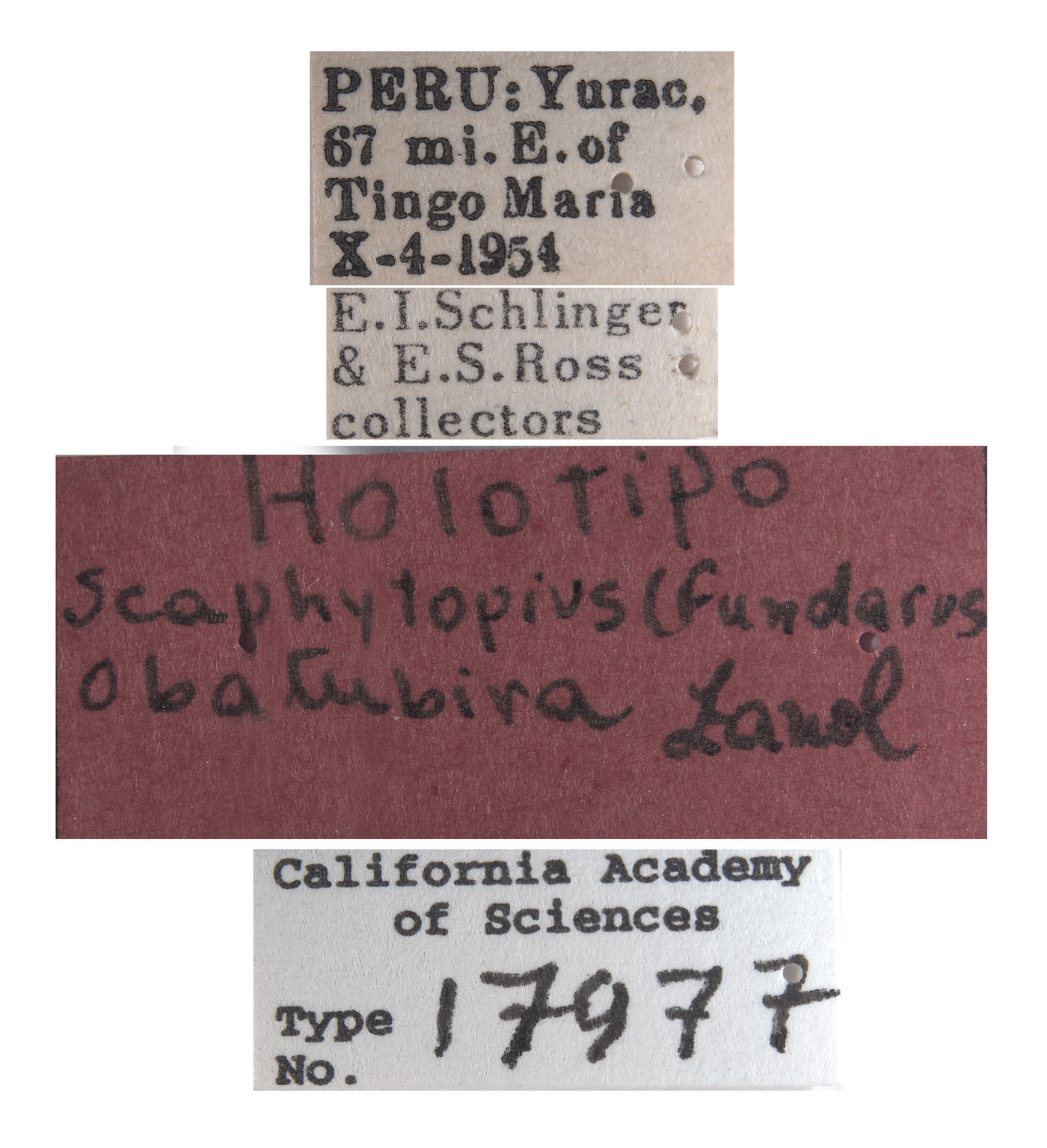 Scaphytopius obatubira image