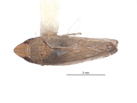 Scaphytopius peruigua image