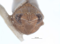 Scaphytopius peruigua image