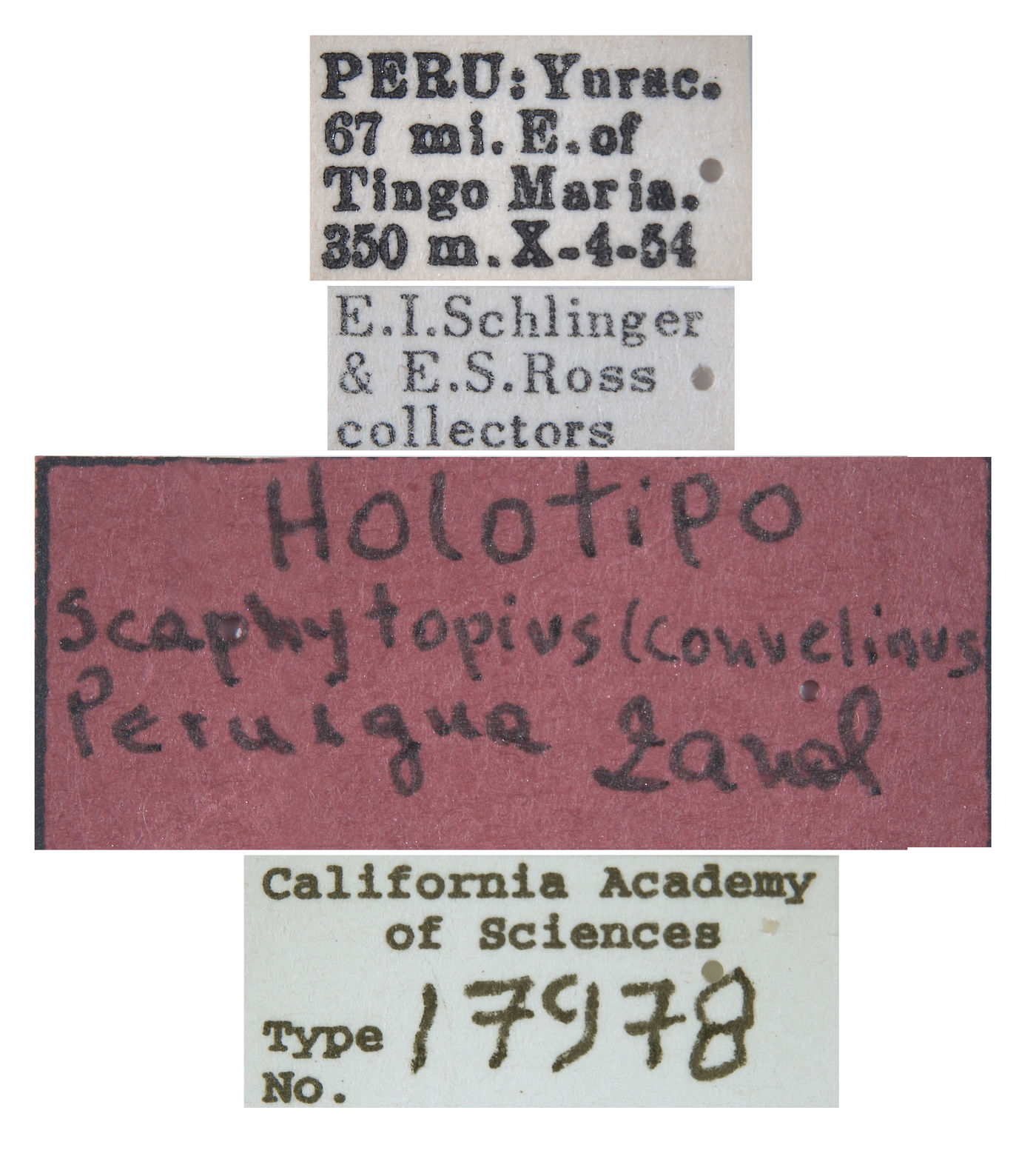 Scaphytopius peruigua image