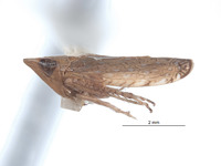 Scaphytopius peruigua image