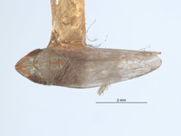Scaphytopius virescens image