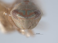 Scaphytopius virescens image