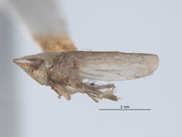 Scaphytopius virescens image