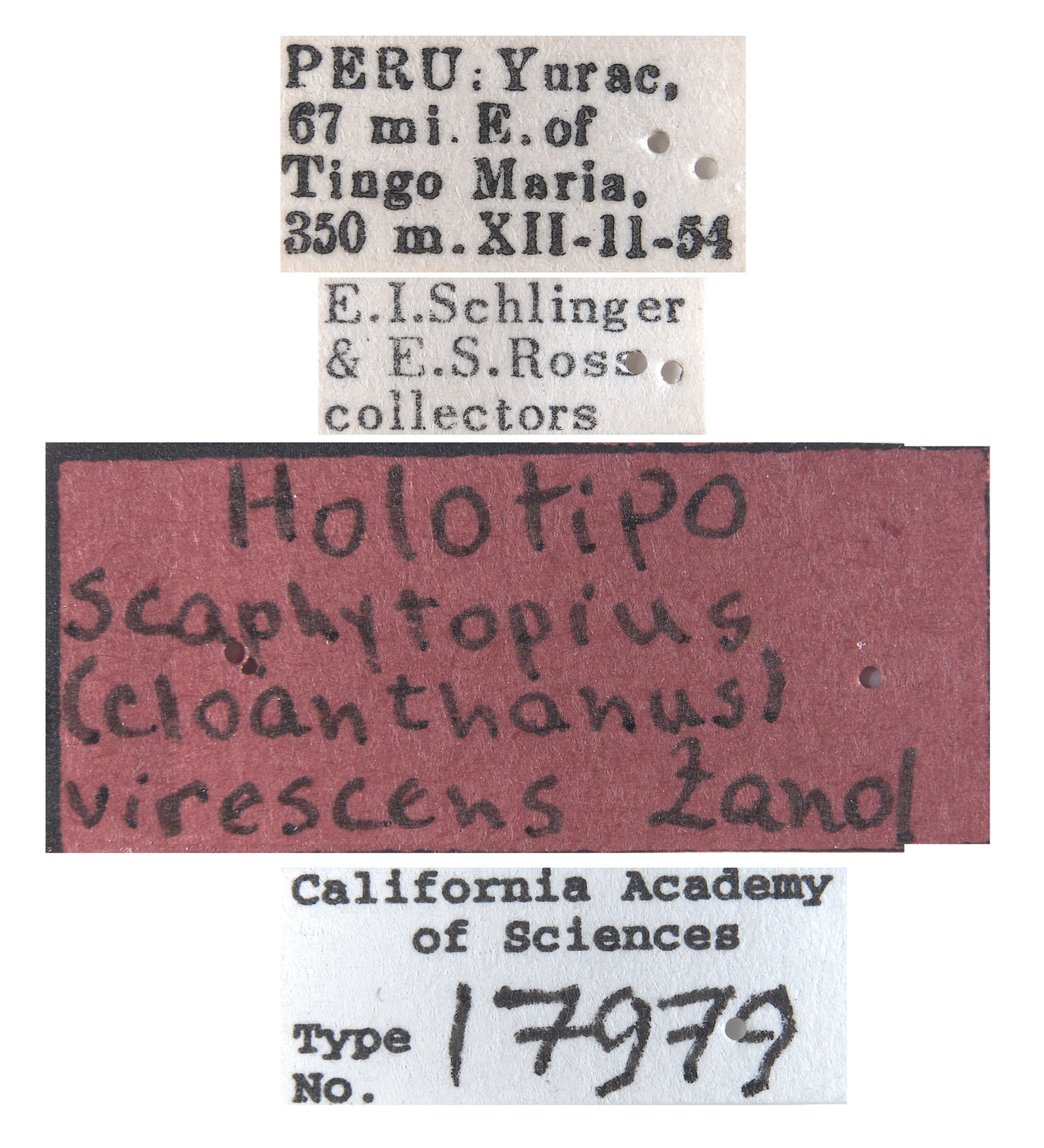 Scaphytopius virescens image