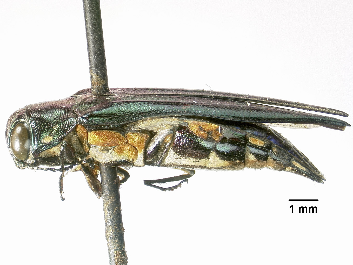 Agrilus jamaicensis image