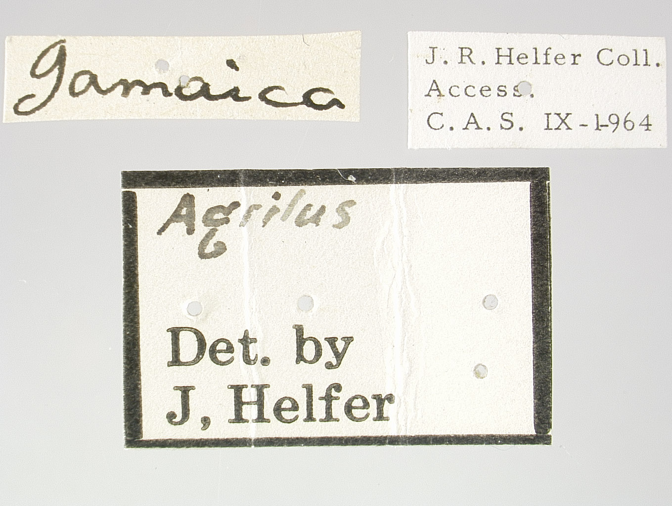 Agrilus jamaicensis image