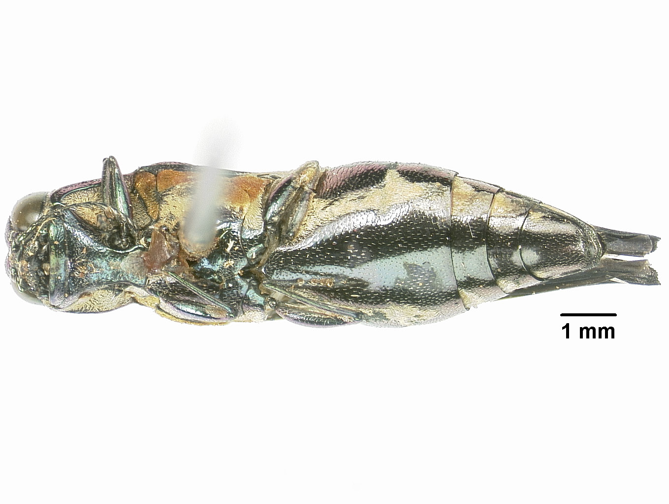 Agrilus image