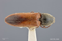 Image of Limonius norahae