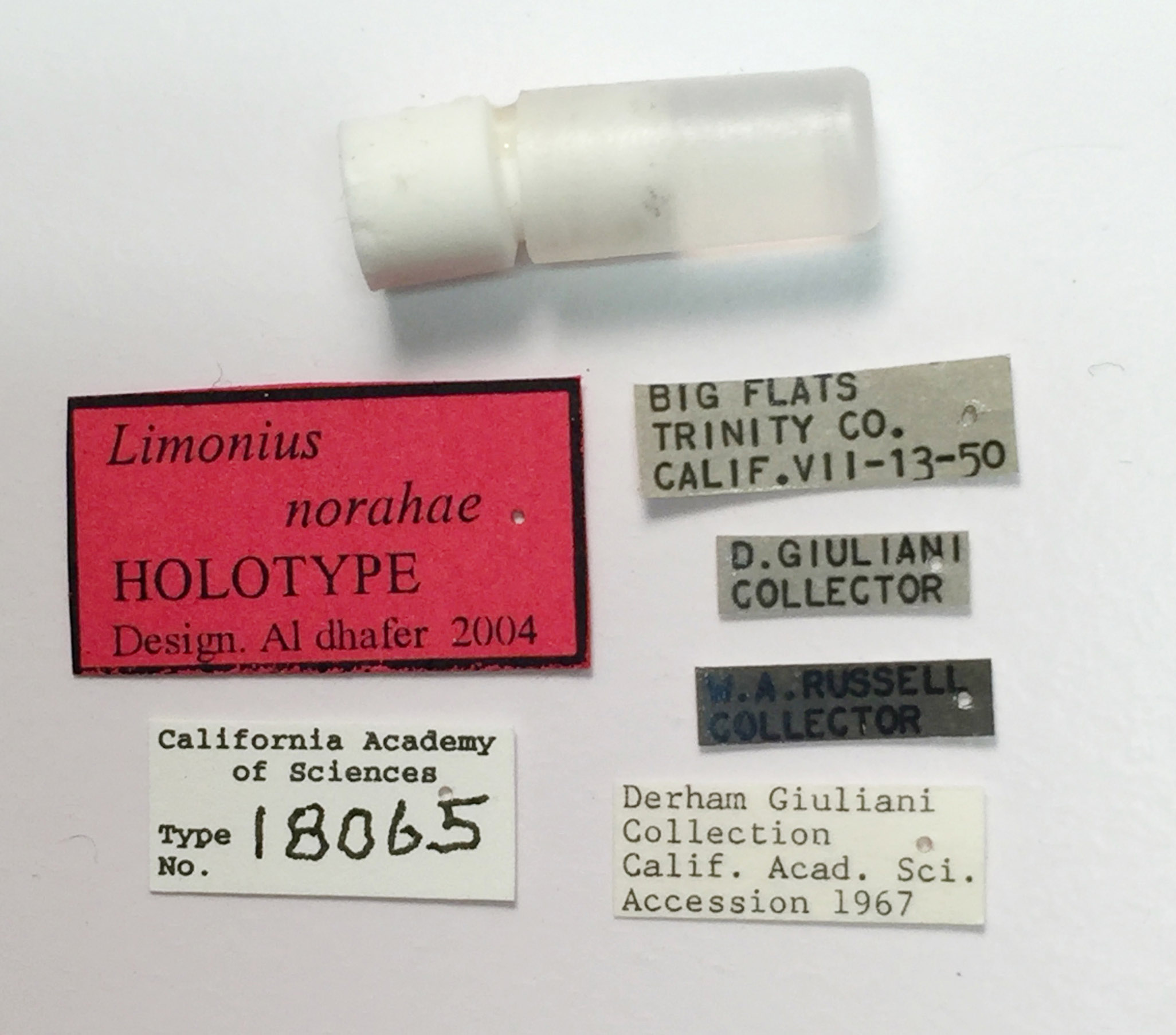 Limonius norahae image