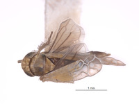 Erythria donaldsoni image