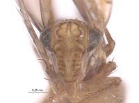 Erythria donaldsoni image