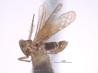 Erythria donaldsoni image