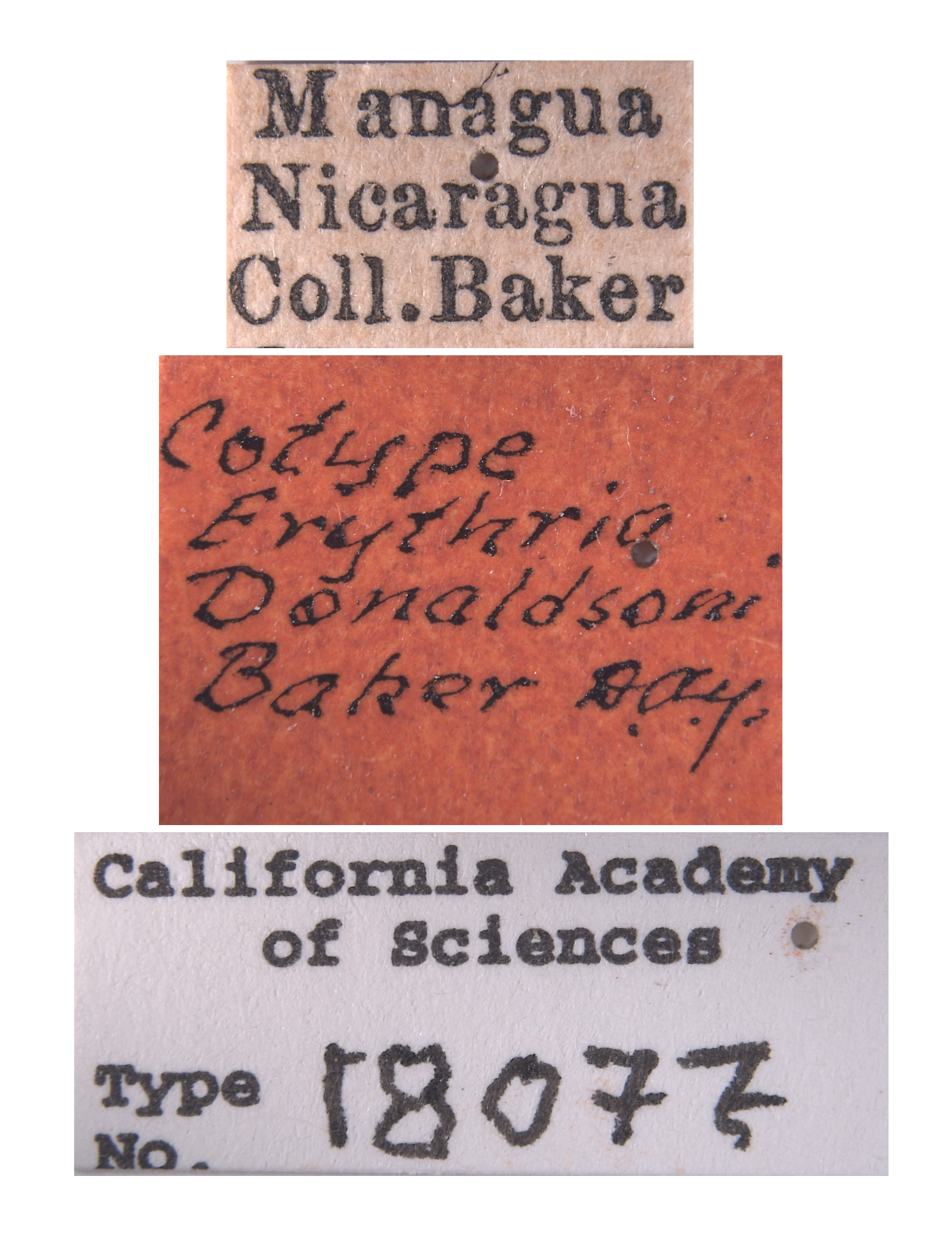 Erythria donaldsoni image