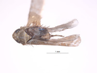 Erythria guzmani image