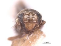 Erythria guzmani image