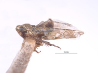 Erythria guzmani image