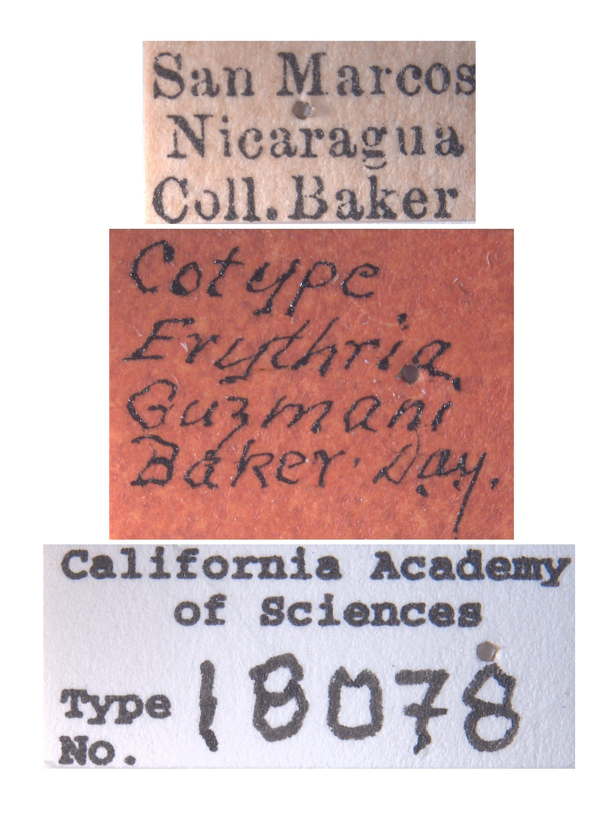 Erythria guzmani image