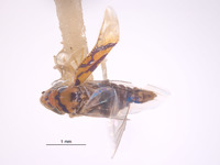 Erythria montealegrei image