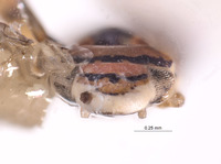 Erythria montealegrei image