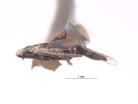 Erythria montealegrei image