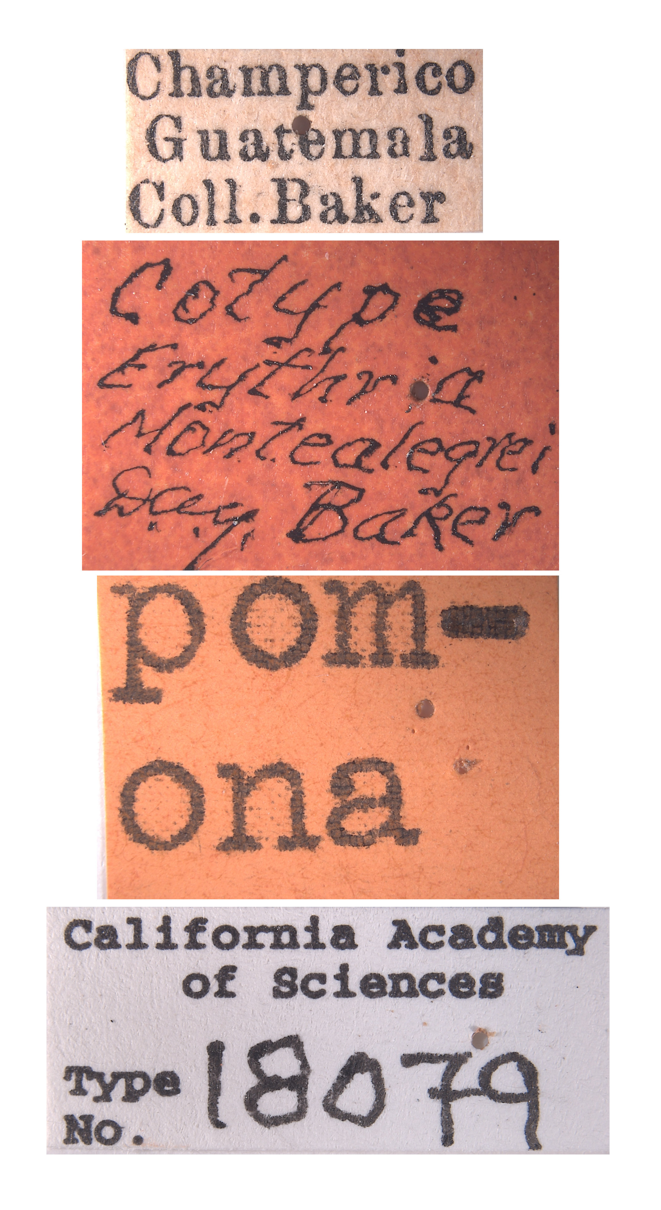 Erythria montealegrei image