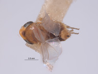 Eualebra notata image