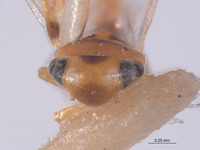 Eualebra notata image