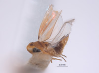 Eualebra notata image