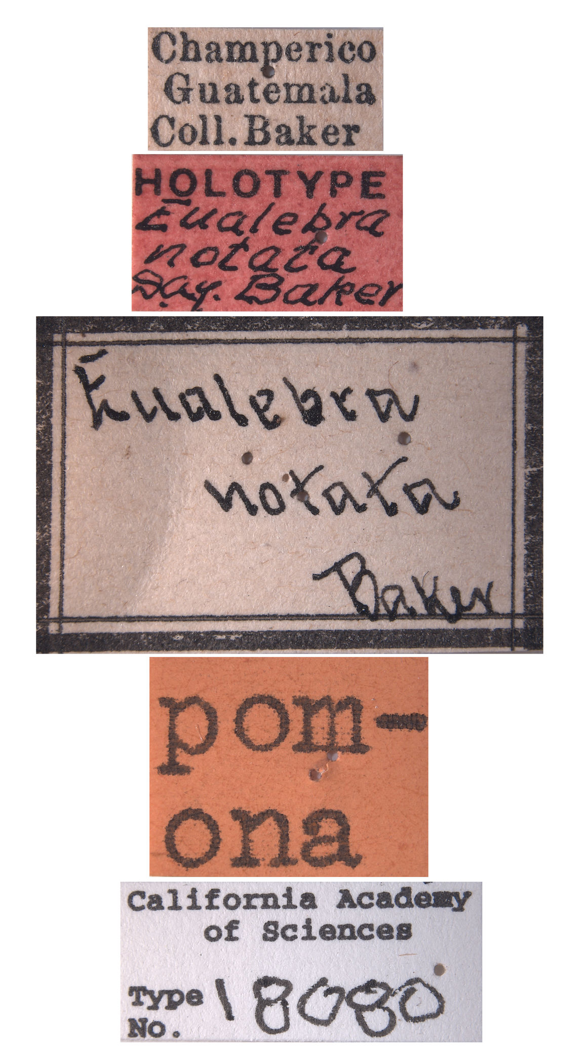 Eualebra notata image