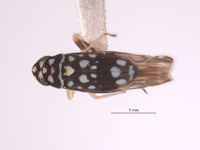 Protalebra maculata image