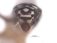 Protalebra maculata image