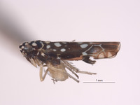 Protalebra maculata image