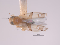 Protalebra transversalis image