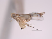 Protalebra transversalis image