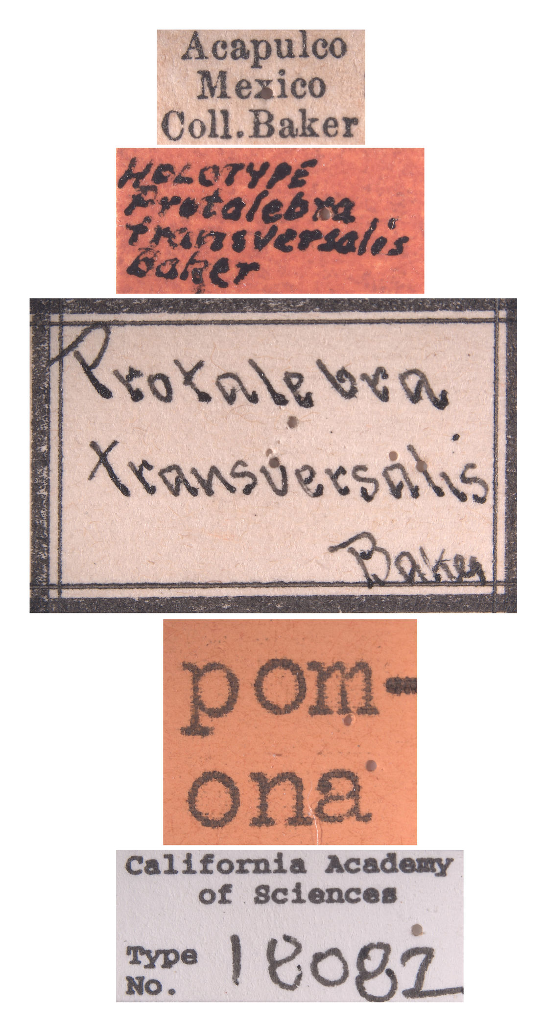 Protalebra transversalis image