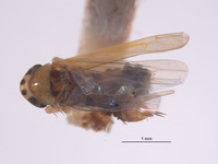 Typhlocyba bimaculata image