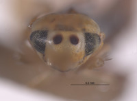 Typhlocyba bimaculata image