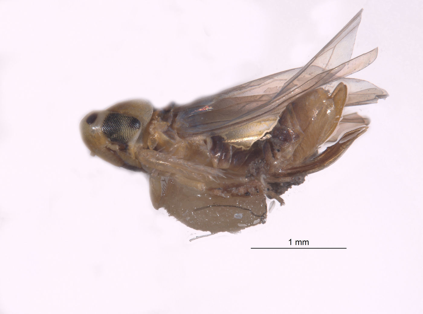 Typhlocyba bimaculata image