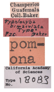 Typhlocyba bimaculata image