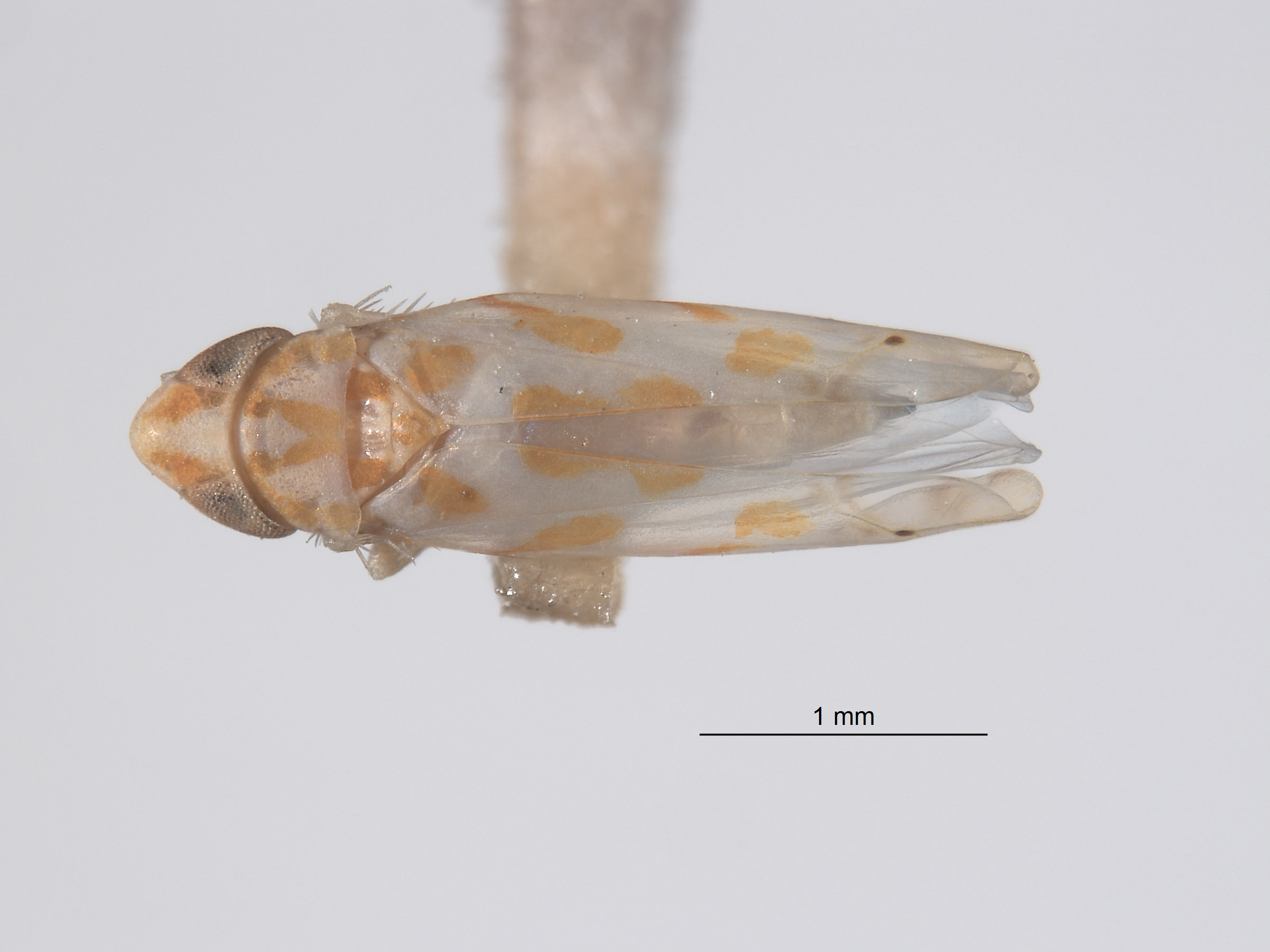 Typhlocyba pseudomaculata image