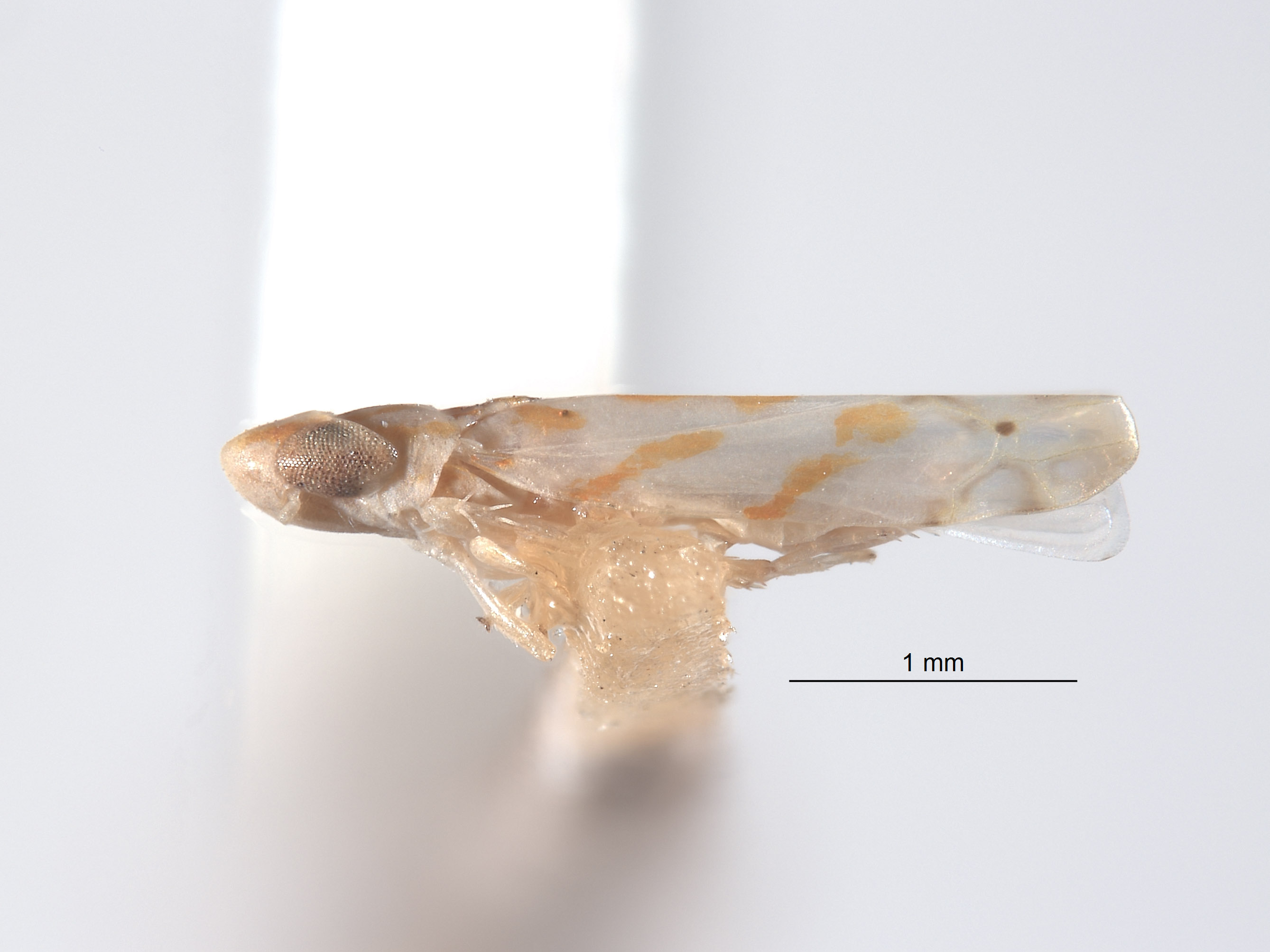 Typhlocyba pseudomaculata image