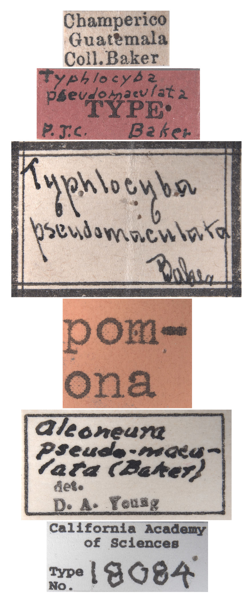 Typhlocyba pseudomaculata image